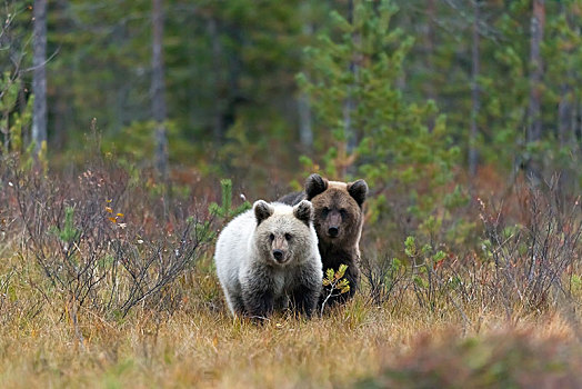 棕熊,两个,幼兽,秋天,木头,卡瑞里亚,芬兰,欧洲