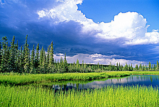 莎草,湿地,北方生物带,艾伯塔省,加拿大