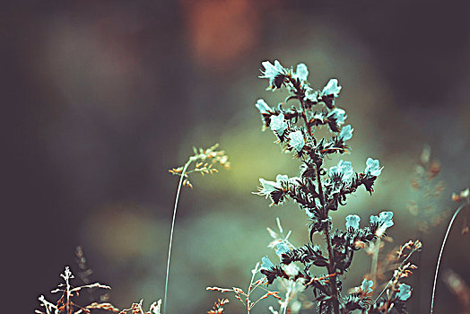 荒野,鼠尾草,植物,小,蓝花