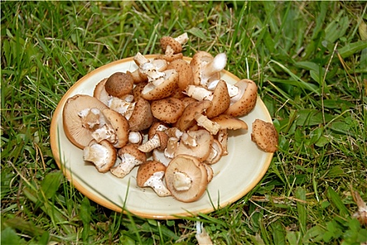 蘑菇,盘子