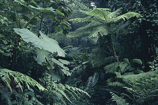 雾林,室内,竹子,桫椤,蒙特维多云雾森林自然保护区,哥斯达黎加