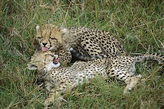 印度豹,猎豹,幼兽,四个,老,玩,马赛马拉,肯尼亚