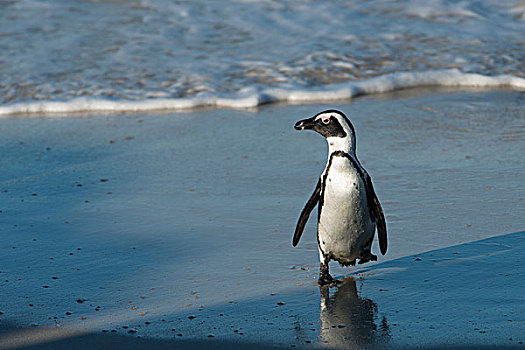 非洲企鹅,黑脚企鹅,靠近,城镇,福尔斯湾,鱼钩,开普角,西海角,南非