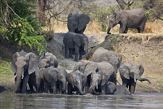 坦桑尼亚,国家公园,大象,喝,河