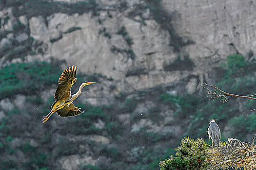 苍鹭heron