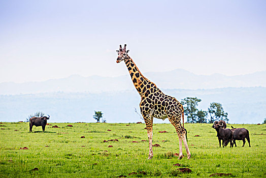 长颈鹿,水牛,秋天,国家公园,乌干达