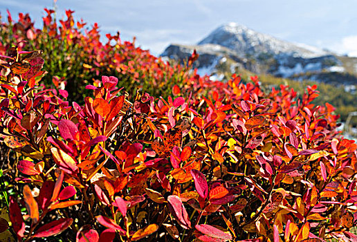 蓝莓,叶子,秋天,国家公园,欧洲越桔,巴伐利亚,德国,大幅,尺寸