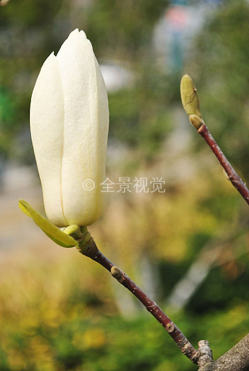 白玉兰花骨朵图片图片