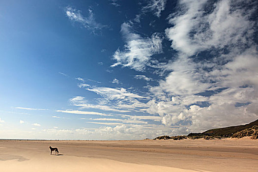 孤单,狗,站立,海滩