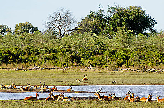南方,驴羚,羚羊,国家,公园,卡普里酒,细条,奥卡万戈河,纳米比亚,非洲