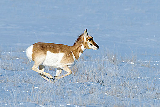 叉角羚,母鹿,北美,草原,艾伯塔省,加拿大西部