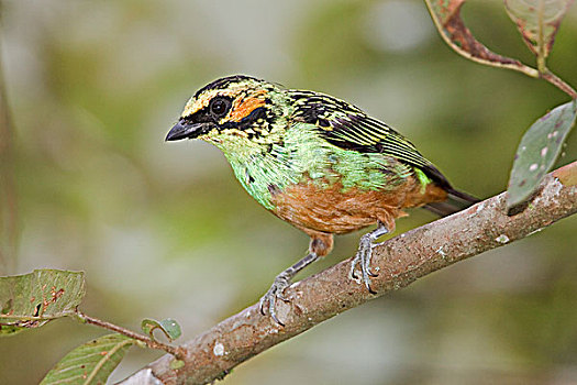 唐纳雀,栖息,枝条,靠近,国家公园,东南部,厄瓜多尔