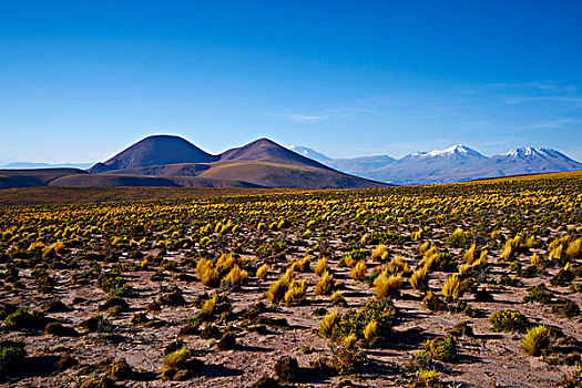 阿塔卡马沙漠,智利,荒芜,灌木,山,火山,蓝天