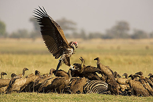 肉垂秃鹫,白色,后背,秃鹰,白背秃鹫,争吵,畜体,白氏斑马,马,斑马,乔贝国家公园,博茨瓦纳,非洲