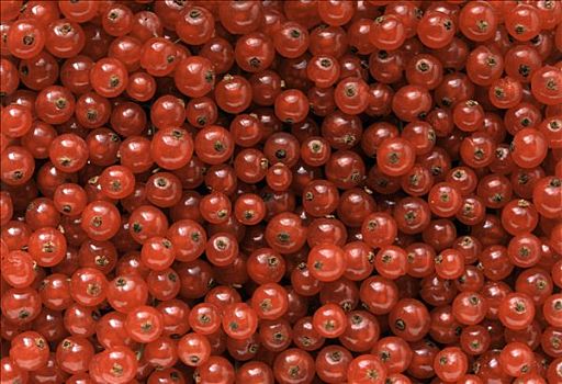 红浆果,地毯
