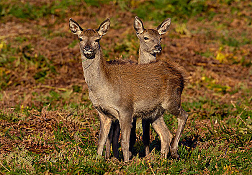 红色,鹿,两个,站立,亲密,一起,欧洲蕨,莱斯特,英格兰,英国,欧洲