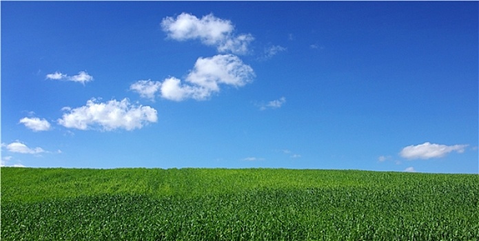 地点,绿色,小麦,蓝天