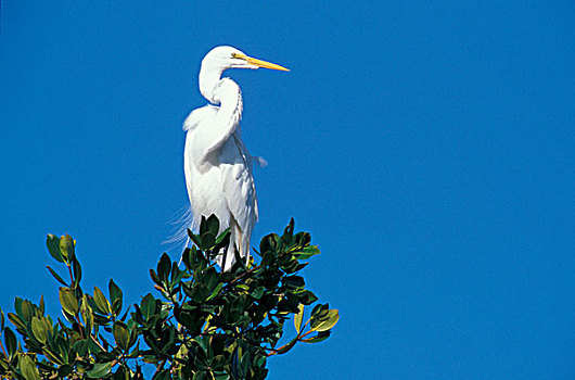 白色,白鹭,栖息,上面,树,萨尼伯尔岛,佛罗里达,美国