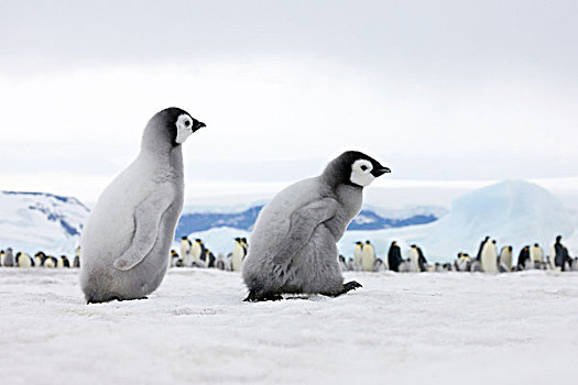 帝企鹅,幼禽,冰,雪丘岛,南极