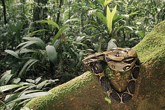 大蟒蛇,盘绕,板状根,雨林,哥斯达黎加