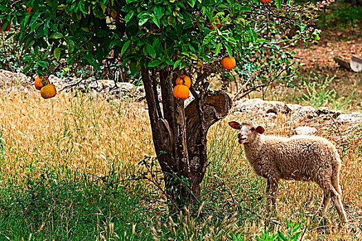 绵羊,橘树,马略卡岛,巴利阿里群岛,西班牙,欧洲