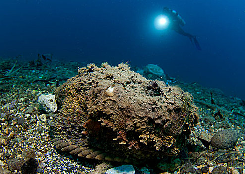 潜水,看,巨大,苏拉威西岛,印度尼西亚