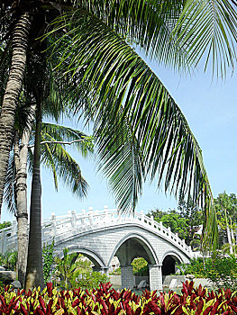 椰树旁的拱桥