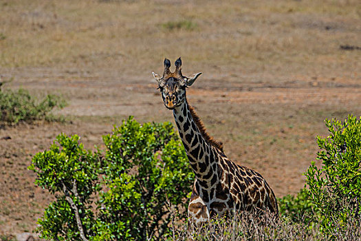 肯尼亚马赛马拉国家公园长颈鹿