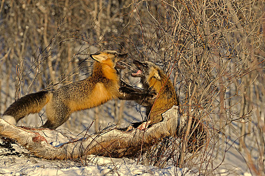 两个,狐狸,狐属,冬天,争执,畜体,麋鹿,育空地区,加拿大,北美