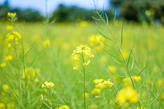 一片油菜花海