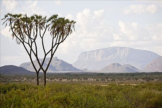 萨布鲁国家公园,肯尼亚