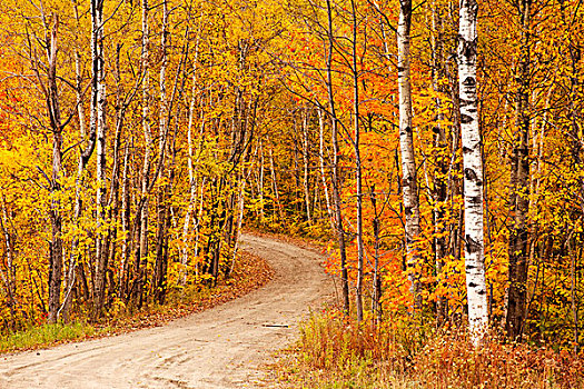 秋天,小路,靠近,佛蒙特州,美国