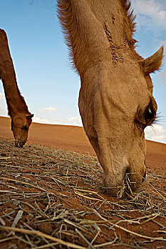 单峰骆驼,阿拉伯骆驼,进食,特写,瓦希伯沙漠,阿曼,中东
