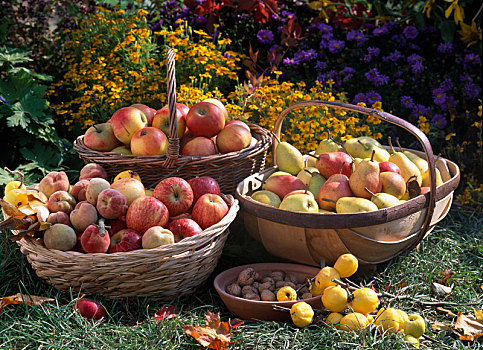 篮子,苹果,梨,桃,鹌鹑