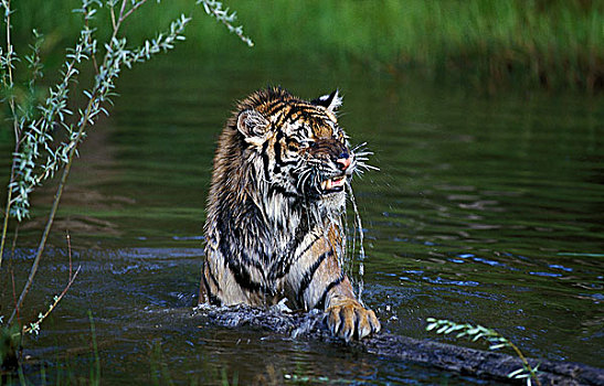 西伯利亚虎,东北虎,水中