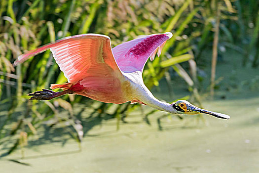 粉红琵鹭,飞跃,沼泽,德克萨斯,美国