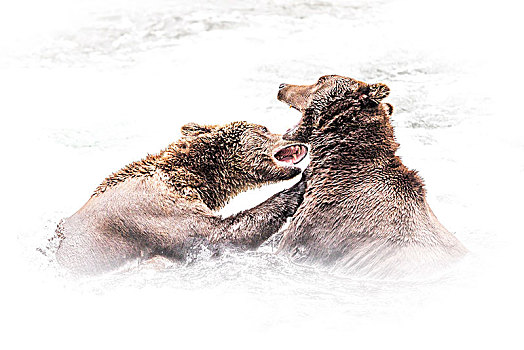 棕熊,溪流,瀑布,卡特麦国家公园,保存,阿拉斯加,半岛,西部,美国