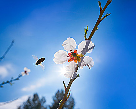 杏花,树,蜜蜂,授粉,春天,地中海