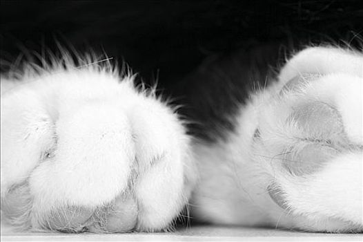 猫,爪子