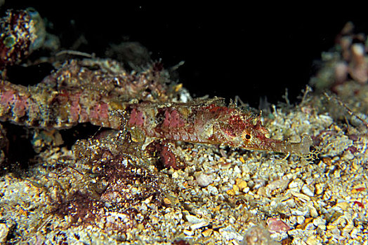 巴布亚新几内亚,礁石,尖嘴鱼