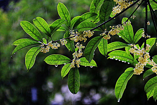 雨中桂花