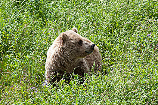 大灰熊,棕熊,花,海恩斯,育空地区,加拿大
