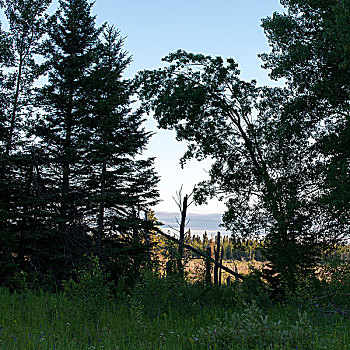 树,树林,湖,营地,赖丁山国家公园,曼尼托巴,加拿大