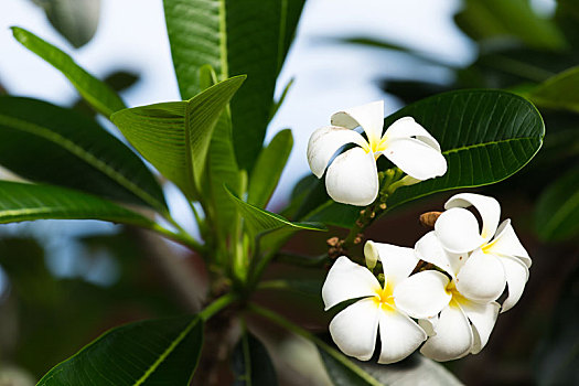 白色,鸡蛋花,树