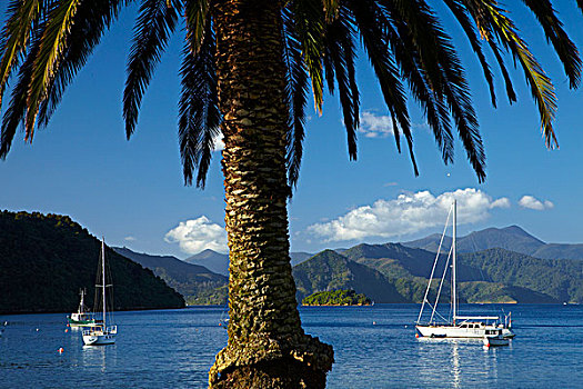 棕榈树,泊船,皮克顿,港口,马尔伯勒,声音,南岛,新西兰