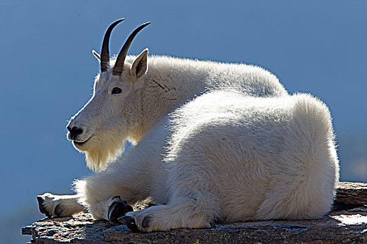 石山羊,雪羊,休息,冰川国家公园,蒙大拿
