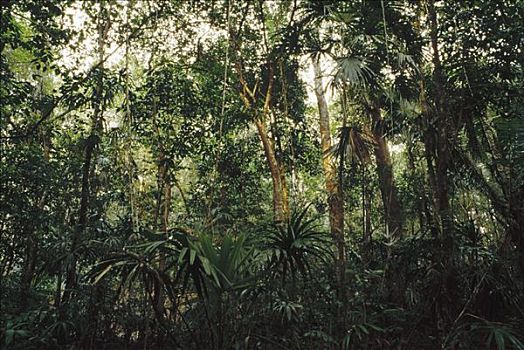 热带雨林,室内,保护区,伯利兹