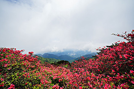 杜鹃花,大别山