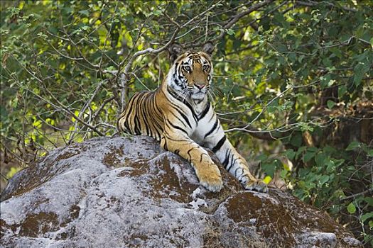 孟加拉虎,虎,老,幼小,躺着,石头,早晨,干燥,季节,班德哈维夫国家公园,印度