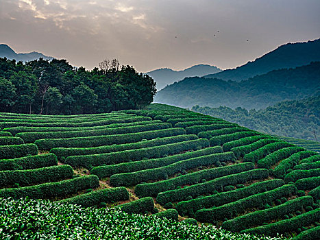 龙坞茶山